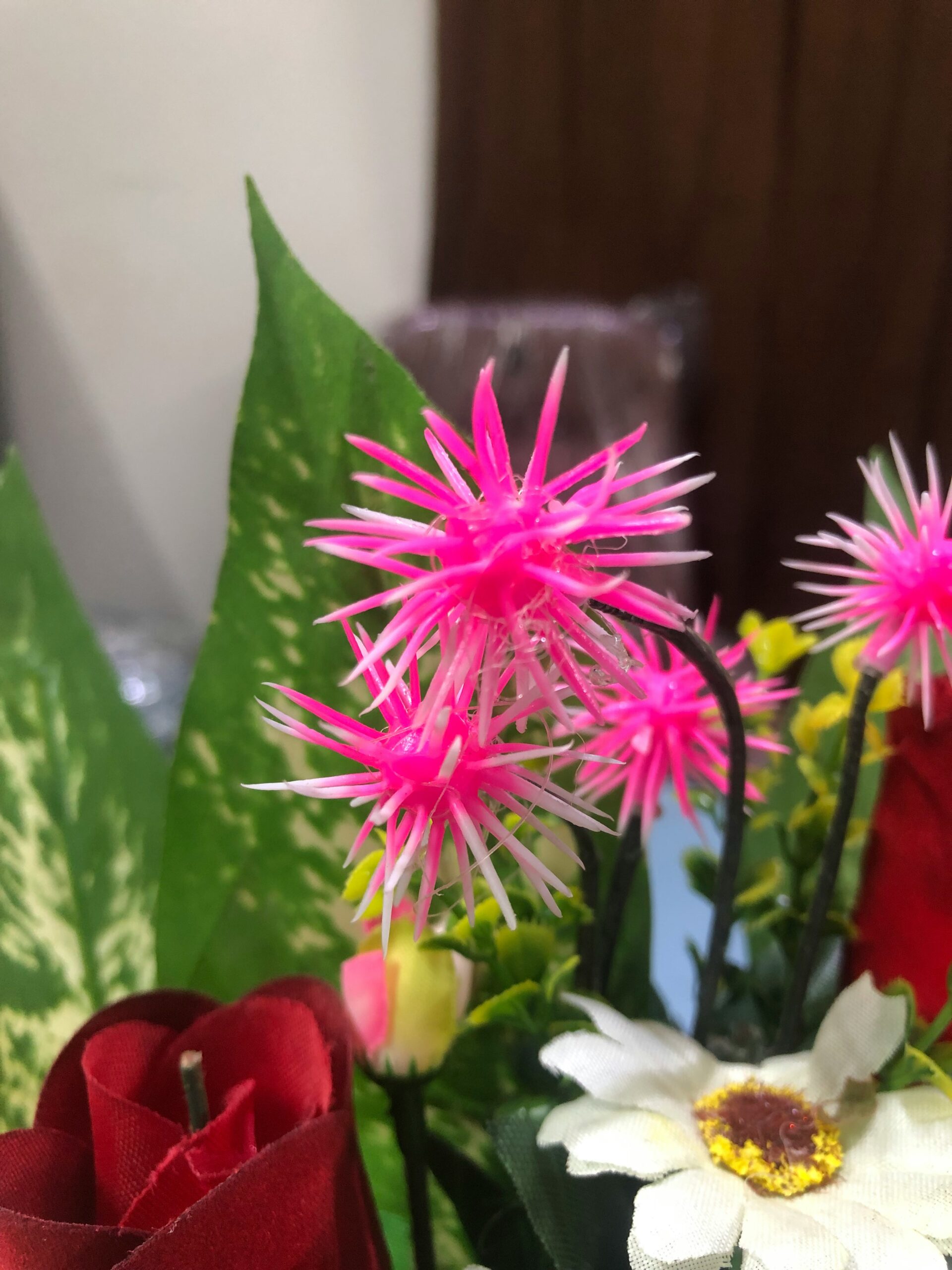 pink and white flower in close up photography